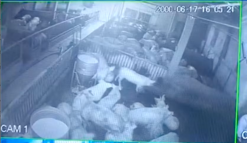 Trích xuất camera, cơ quan chức năng xác định do hệ thống điện trong trang trại bị rò rỉ khiến đàn lợn bị điện giật chết.