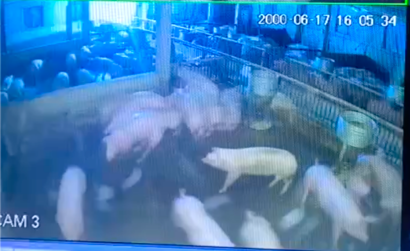 Trích xuất camera, cơ quan chức năng xác định do hệ thống điện trong trang trại bị rò rỉ khiến đàn lợn bị điện giật chết.