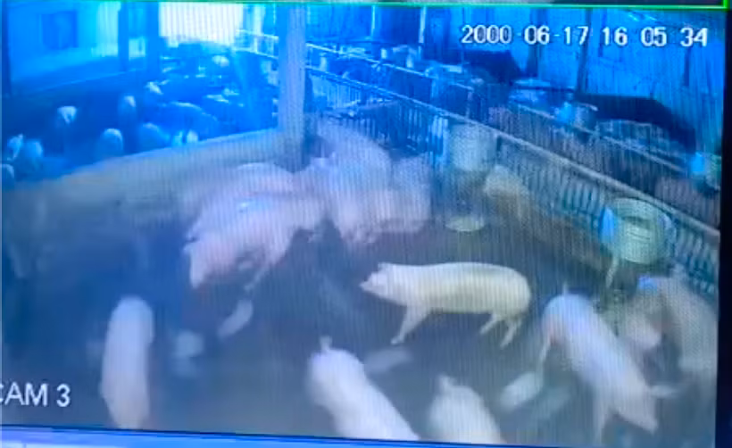 Trích xuất camera, cơ quan chức năng xác định do hệ thống điện trong trang trại bị rò rỉ khiến đàn lợn bị điện giật chết.