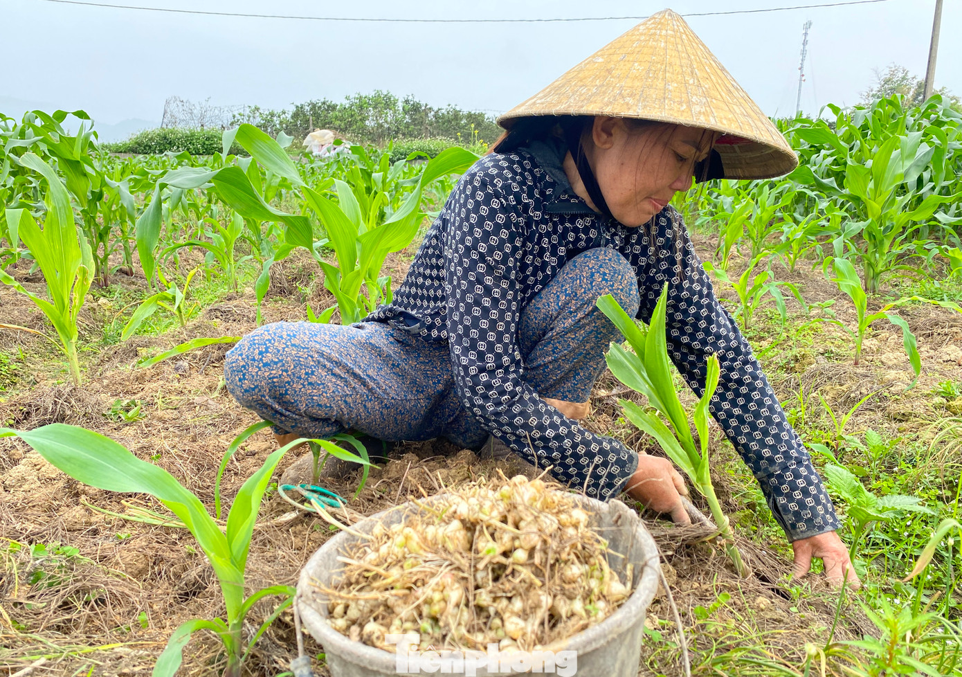 Đang lúi húi bới những luống hành tăm trên ruộng, bà Hoàng Thị Nhâm (SN 1971, trú xóm Khánh Thiện, xã Nghi Thuận, Nghi Lộc) cho hay, bắt đầu từ tháng 7 hàng năm, người dân sẽ xuống ruộng làm đất trồng hành. Đến tháng 3 năm sau, khi hành chín, cho nhiều củ, người dân bắt đầu đào thu hoạch.