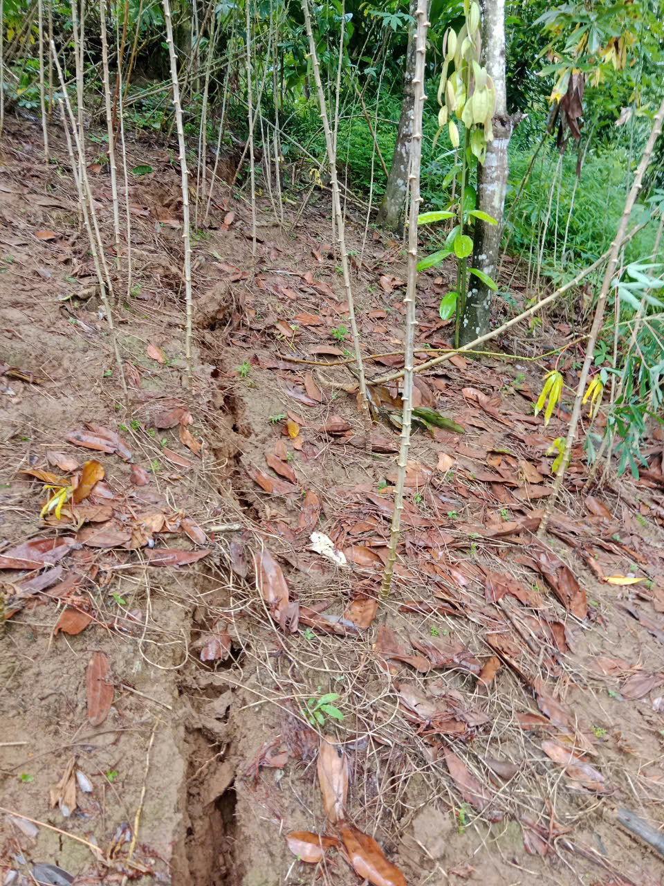 Vết nứt trên núi Pù Mèo kéo dài khoảng 100m, có điểm rộng 40cm, sâu gần 10m.