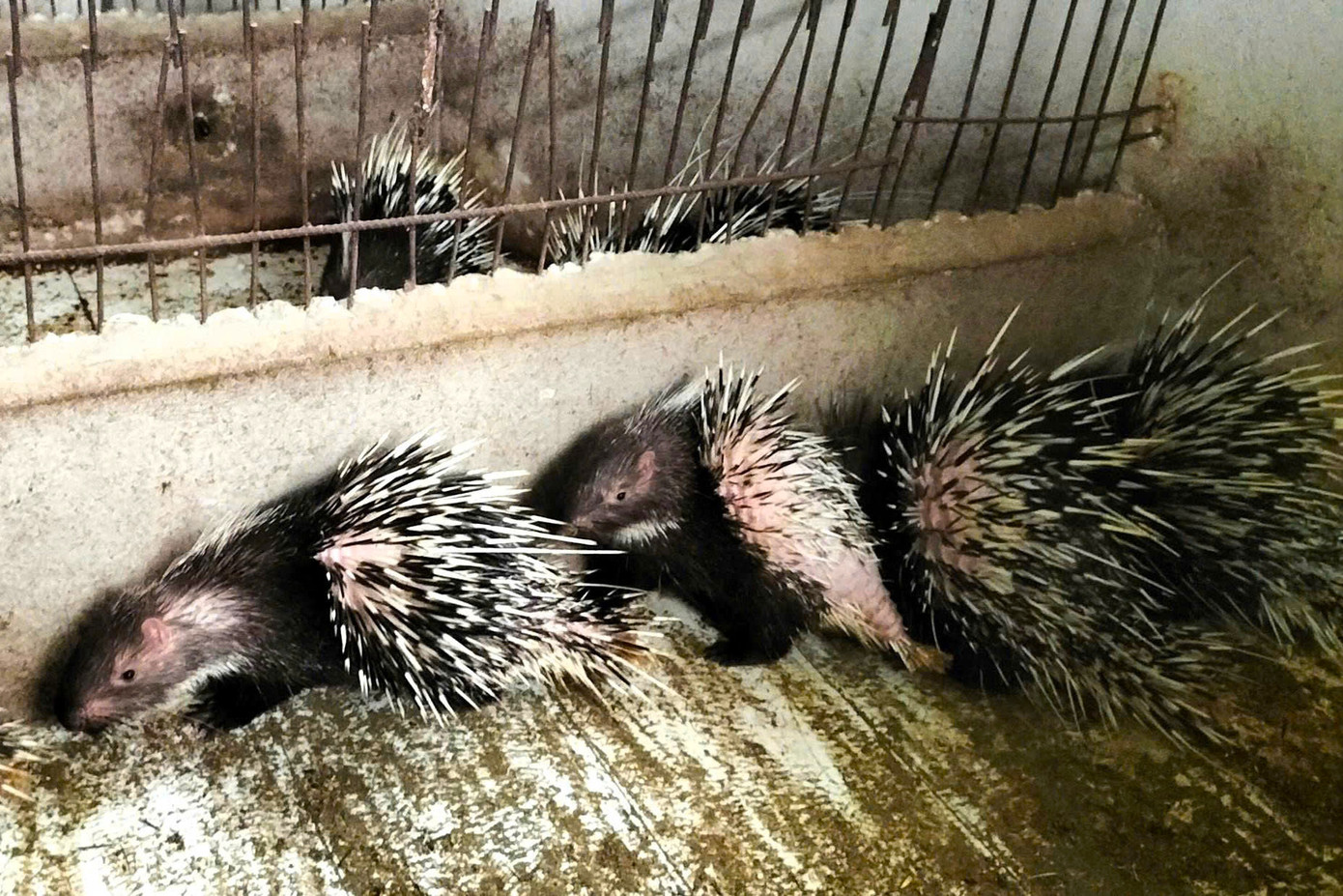 Hệ thống chuồng được ông Ái đầu tư kiên cố, chắc chắn và thoáng mát. Hệ thống chuồng được ông Ái đầu tư kiên cố, chắc chắn và thoáng mát.