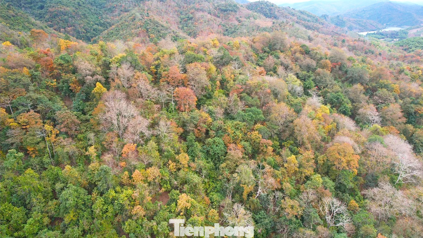 Nhìn từ trên cao, cánh rừng tạo nên khung cảnh đẹp như tranh vẽ.