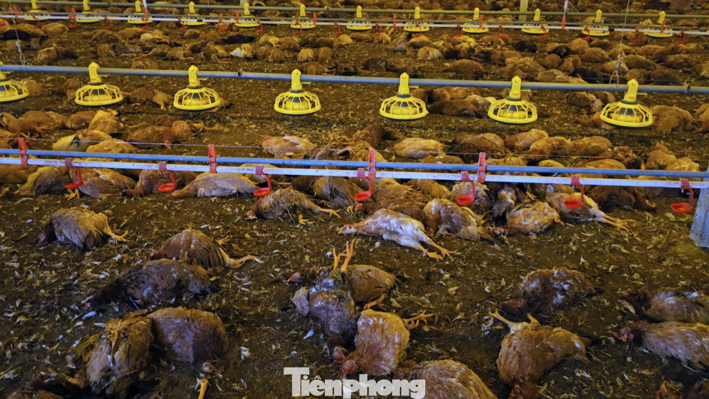 "Anh em công nhân lấy máy phát điện dự phòng ra cấp điện lại cho trang trại nhưng không kịp. Chuồng trại làm hệ thống khép kín nên chỉ ít phút, cả 9.000 con gà bị chết ngạt", một công nhân trong trang trại chia sẻ.