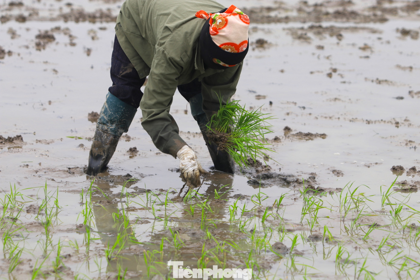 Người thợ một tay cầm bó mạ, 1 tay thoăn thoắt tách từng cây lúa rồi găm sâu xuống lớp bùn đất.