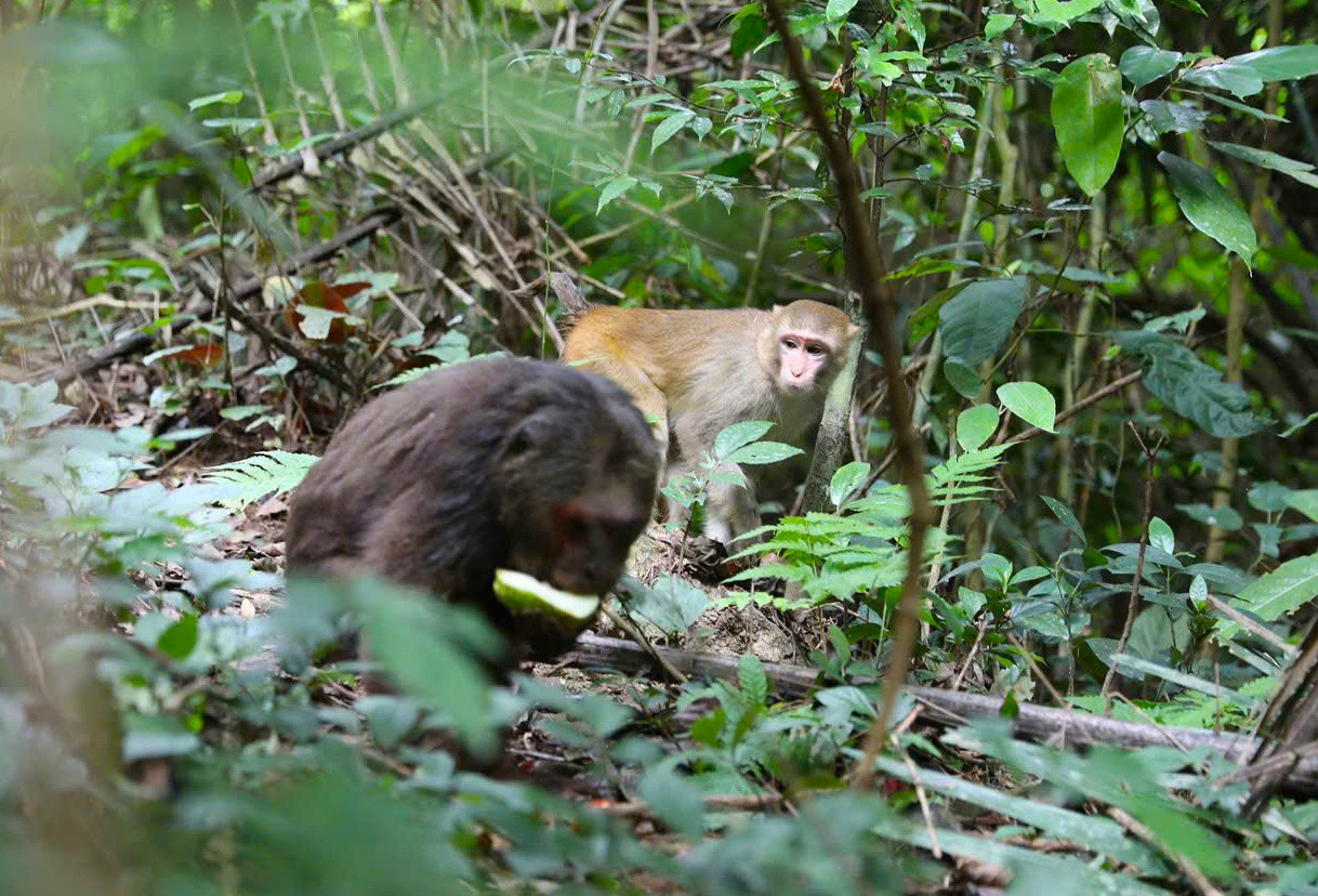 Những cá thể khỉ đều khỏe mạnh.