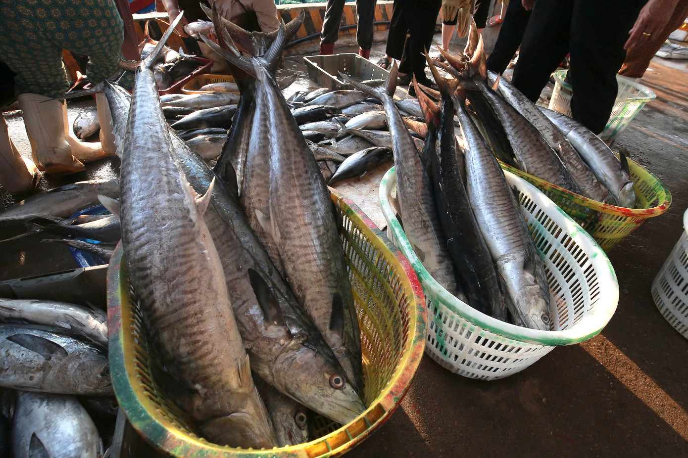 Có khoảng 5 tấn cá thu được đánh bắt. Có khoảng 5 tấn cá thu được đánh bắt.