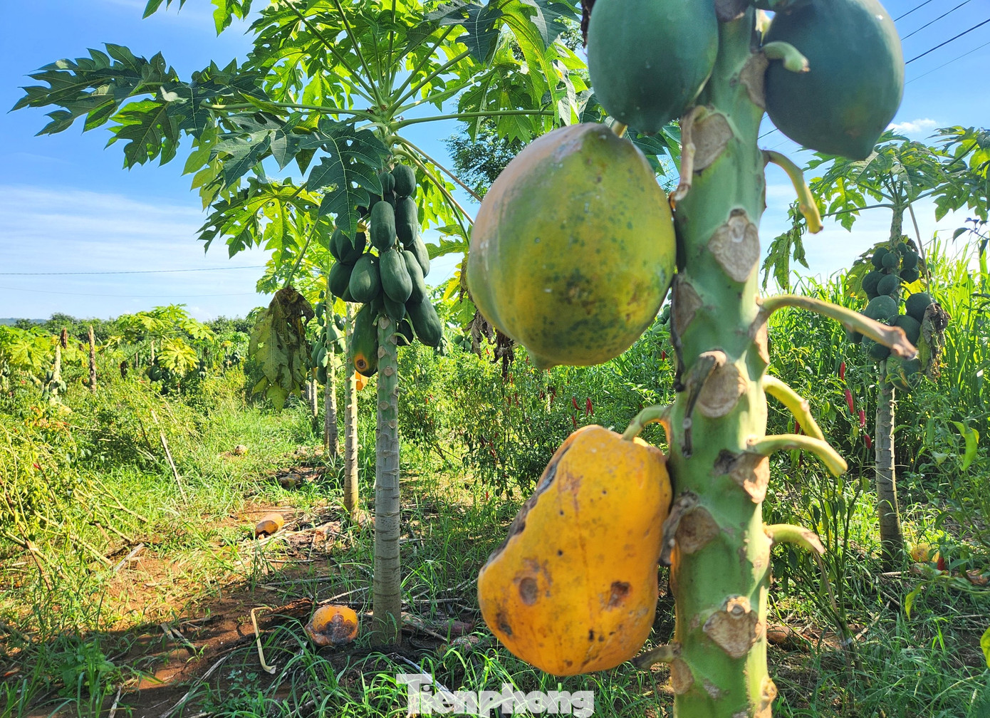 Đu đủ chín rụng đầy vườn khiến người nông dân xót xa.