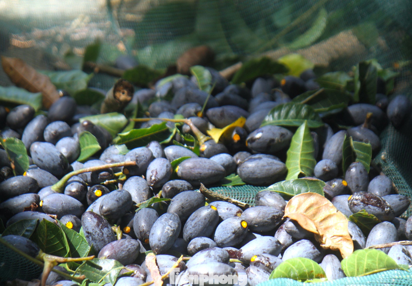 Cây trám đen tại huyện Thanh Chương là loài cây bản địa, lâu năm nên quả ngon, thơm, bùi được nhiều người ưa chuộng. Trám đen phổ biến tại các xã như Thanh Nho, Thanh Lĩnh, Cát Văn, Hạnh Lâm… Ở những vùng này, trong vườn nhà nào cũng có cây trám đen. Cây trám đen tại huyện Thanh Chương là loài cây bản địa, lâu năm nên quả ngon, thơm, bùi được nhiều người ưa chuộng. Trám đen phổ biến tại các xã như Thanh Nho, Thanh Lĩnh, Cát Văn, Hạnh Lâm… Ở những vùng này, trong vườn nhà nào cũng có cây trám đen.