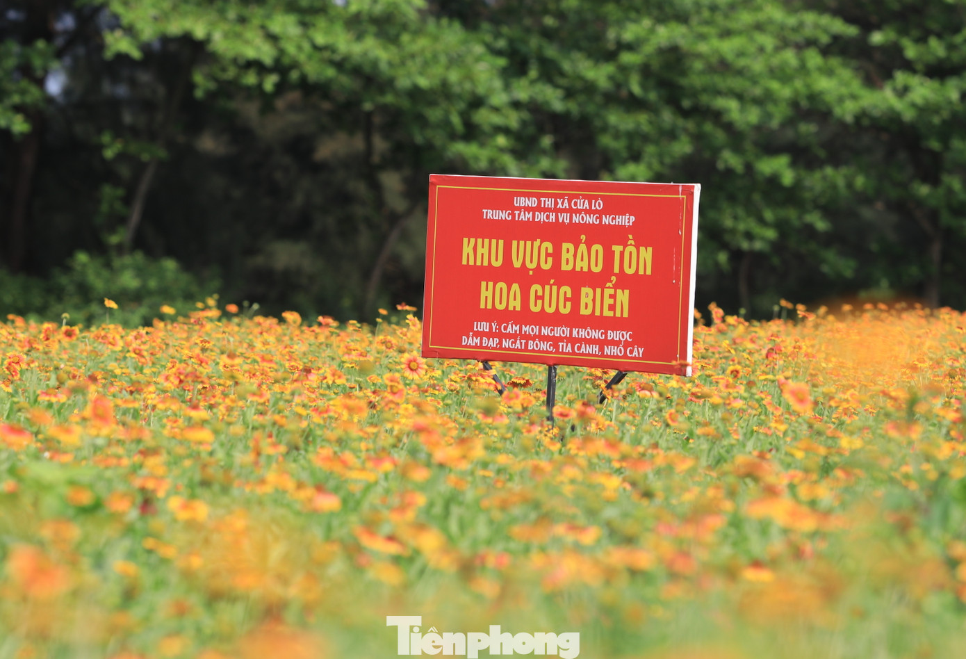 Đây vốn là loài hoa mọc dại ven bờ biển Cửa Lò. UBND thị xã Cửa Lò gần đây đã cho xây dựng và thực hiện đề án “Bảo tồn, phát triển và quảng bá hoa cúc biển” giai đoạn 2022 - 2025 với mục tiêu xây dựng hoa cúc biển trở thành loài hoa đặc trưng và là một trong những biểu tượng của du lịch Cửa Lò.