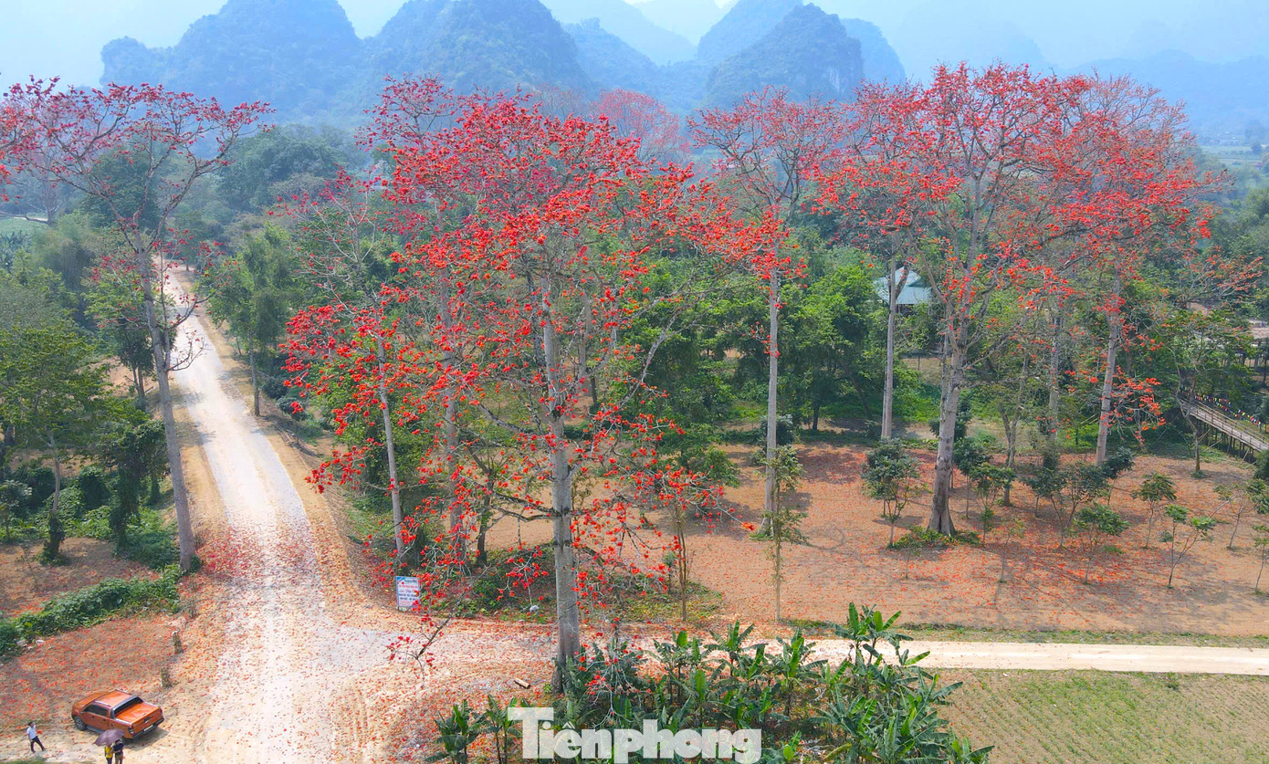 Nhìn từ xa, hoa gạo bung nở tạo nên những vệt đỏ rực, nổi bật trước dãy núi đá vôi.