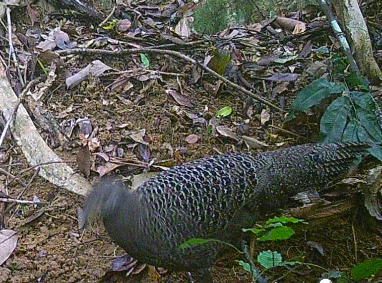 Gà tiền mặt vàng được phát hiện thông qua đặt bẫy ảnh.