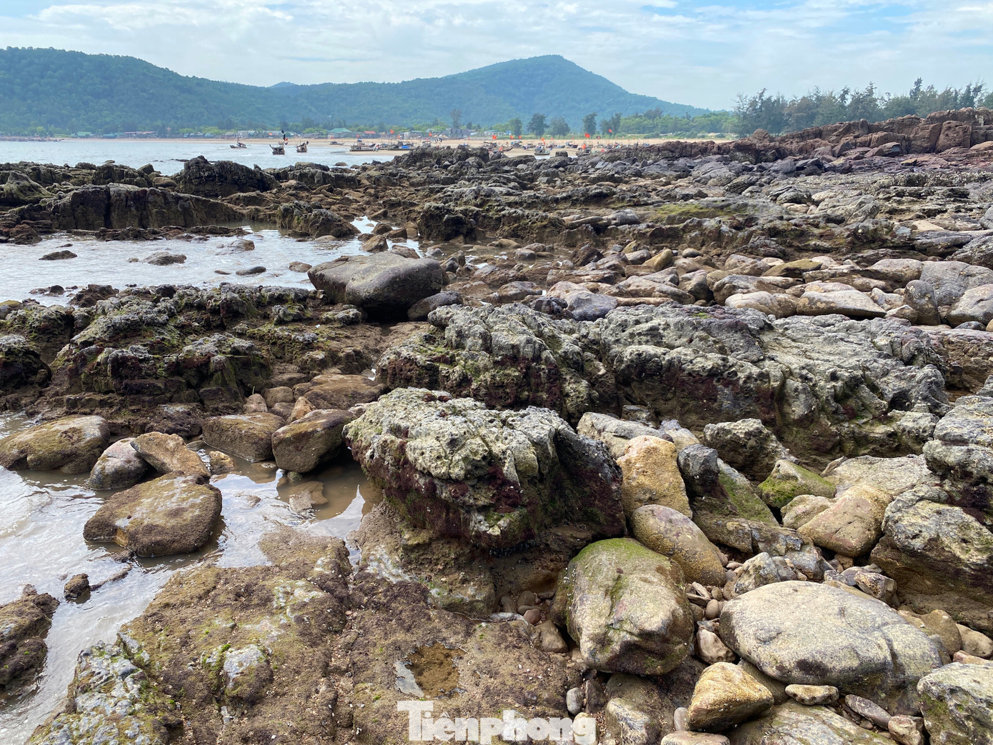 Loại rong biển này xuất hiện ở những khu vực có bãi đá nên việc thu hoạch tiềm ẩn nhiều nguy hiểm. Loại rong biển này xuất hiện ở những khu vực có bãi đá nên việc thu hoạch tiềm ẩn nhiều nguy hiểm.