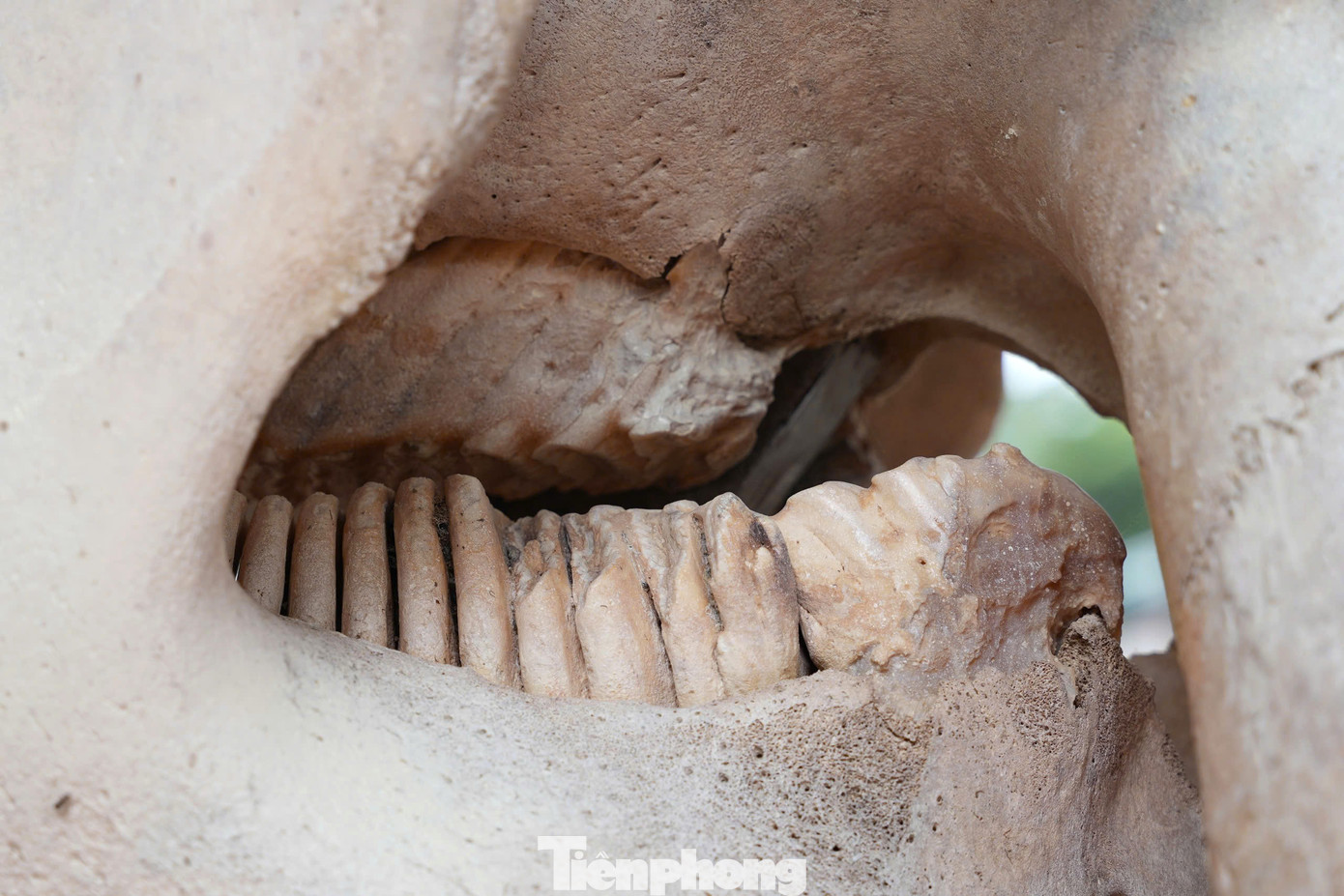 Đầu và răng voi được giữ nguyên bản. Đầu và răng voi được giữ nguyên bản.