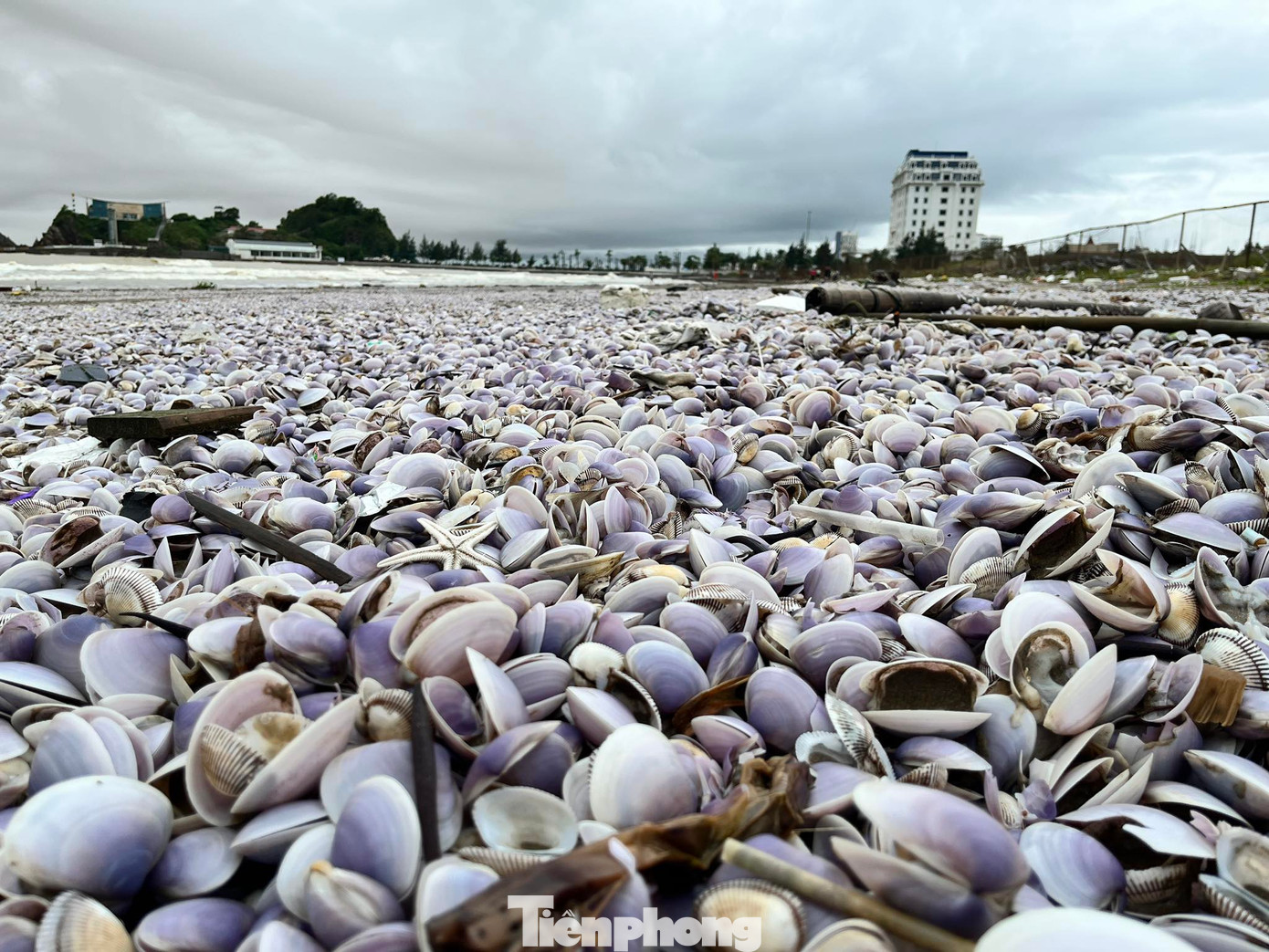Vỏ ngao nằm dày đặc trên bờ biển. Vỏ ngao nằm dày đặc trên bờ biển.