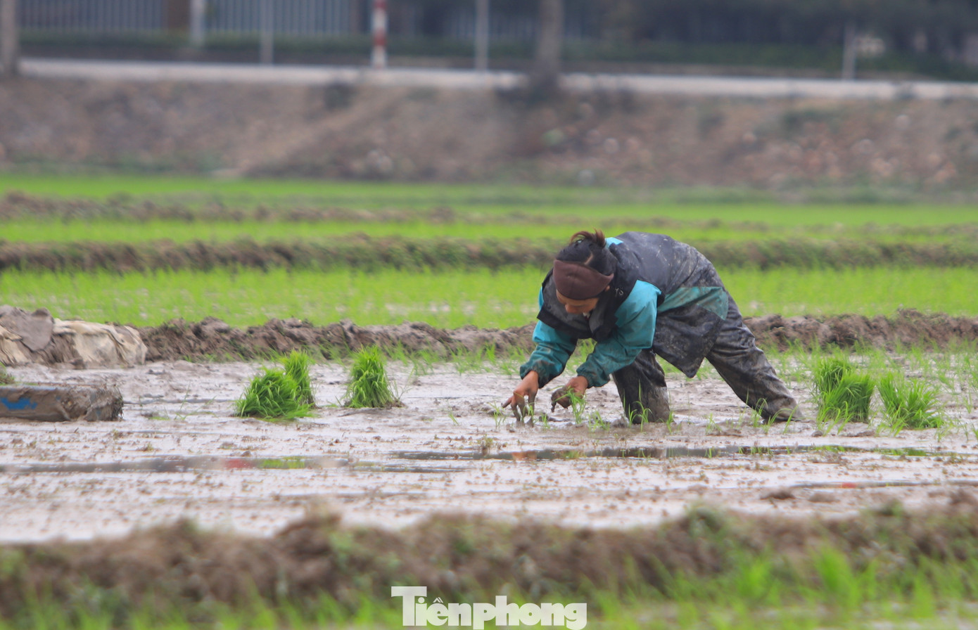 Cứ đến mùa vụ, sau khi hoàn tất việc đồng ruộng của gia đình, chị Nguyễn Thị Oanh (trú xã Quỳnh Giang, Quỳnh Lưu, Nghệ An) lại cùng các “đồng đội” đi khắp các cánh đồng trong và ngoài huyện để nhận cấy thuê.