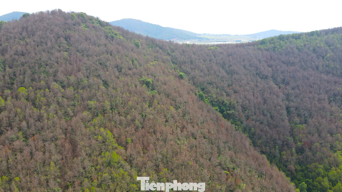 Hơn 750ha rừng thông ở các xã của huyện Nghi Lộc (Nghệ An) bị sâu róm tàn phá, ăn trụi lá. Hơn 750ha rừng thông ở các xã của huyện Nghi Lộc (Nghệ An) bị sâu róm tàn phá, ăn trụi lá.