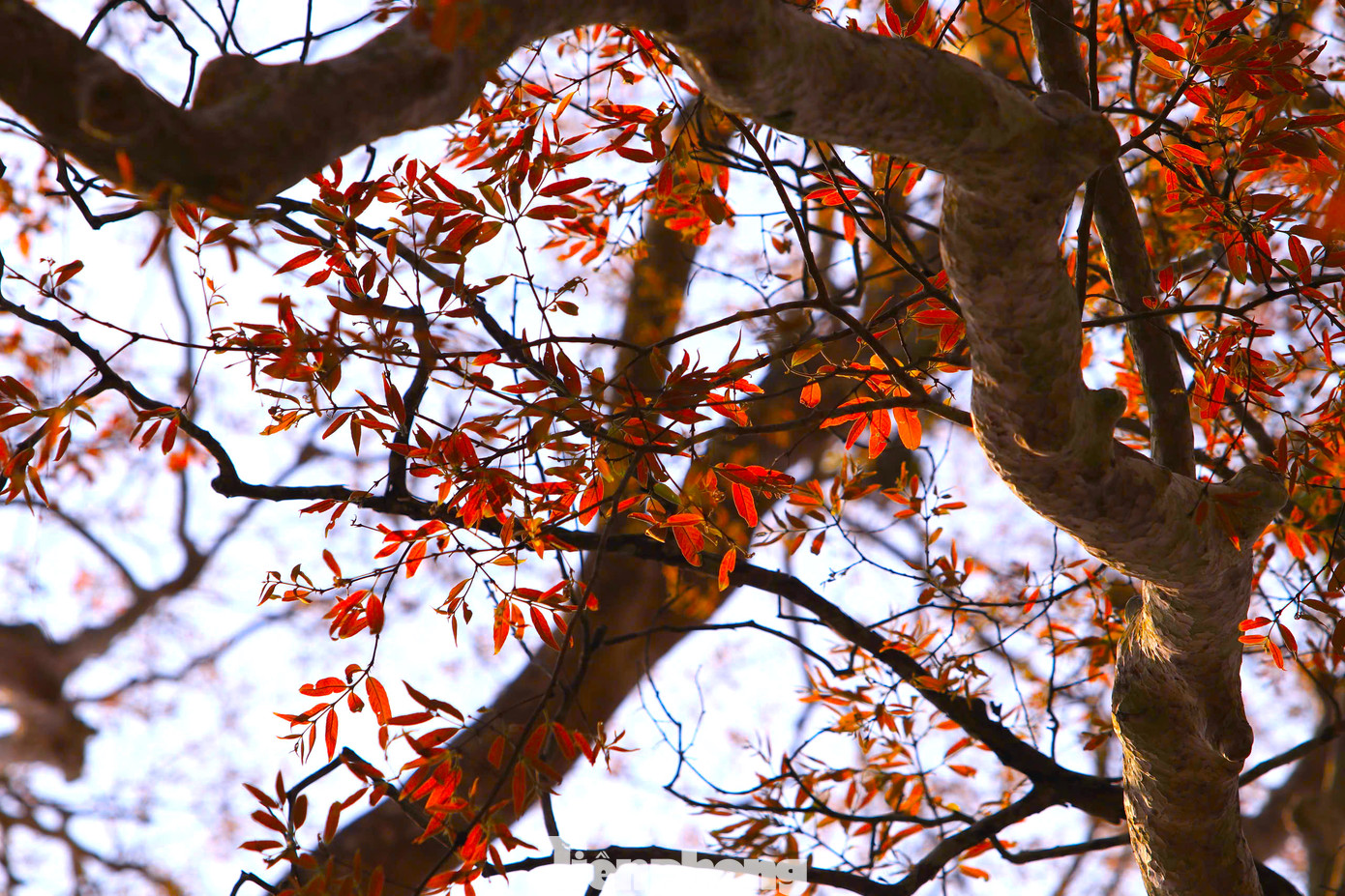 Nhiều cây sau khi rụng trơ trọi đã bắt đầu mọc lên những lá xanh non mơn mởn. Nhiều cây sau khi rụng trơ trọi đã bắt đầu mọc lên những lá xanh non mơn mởn.