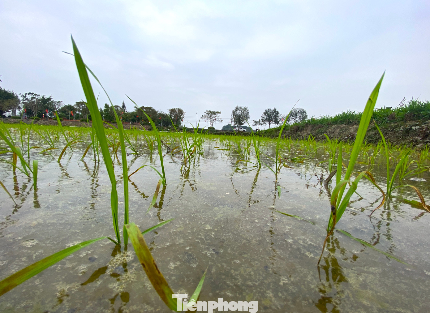 Những cây lúa được người thợ cấy không quá dày cũng không quá thưa để khi lớn lên, cây lúa có đủ không gian phát triển tốt.