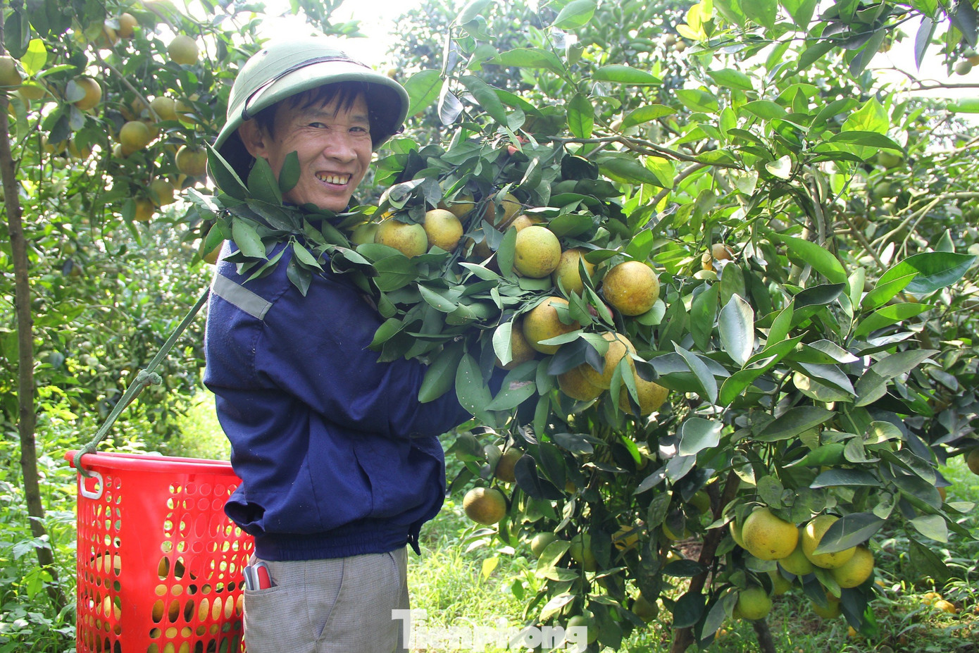 Năm nay vườn cam của ông Ân dự tính cho thu hoạch khoảng 30 tấn cam mỗi ha. Với giá bán trung bình 30.000 đồng/kg, ông Ân dự tính thu nhập khoảng nửa tỷ đồng sau khi trừ các chi phí. Năm nay vườn cam của ông Ân dự tính cho thu hoạch khoảng 30 tấn cam mỗi ha. Với giá bán trung bình 30.000 đồng/kg, ông Ân dự tính thu nhập khoảng nửa tỷ đồng sau khi trừ các chi phí.