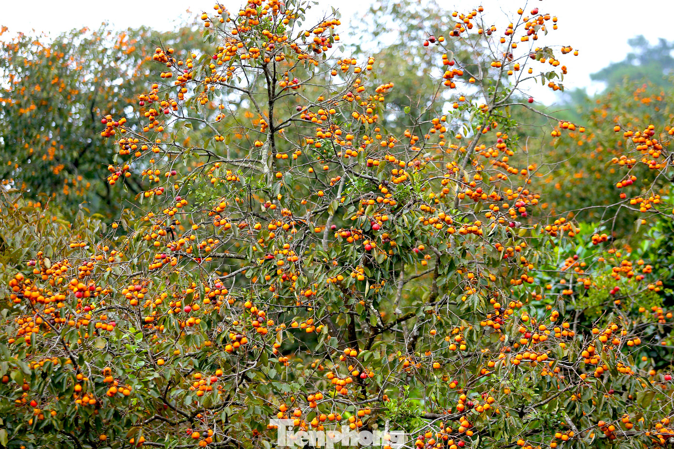 Những vườn hồng chín mọng ở chân núi Đại Huệ thu hút đông đảo du khách trong và ngoài tỉnh về tham quan.