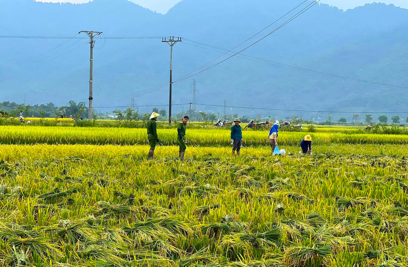 Ông Phan Xuân Hùng - Phó Giám đốc Trung tâm Dịch vụ Nông nghiệp huyện Quế Phong cho biết, hiện vụ đông xuân đang vào giai đoạn thu hoạch. Những ngày qua thời tiết trên địa bàn mưa nắng thất thường khiến việc thu hoạch của nhân dân gặp khó khăn, đặc biệt là những gia đình có hoàn cảnh khó khăn, neo người.