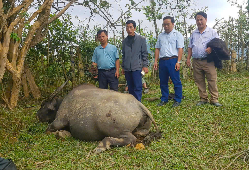 Chỉ trong vòng 1 tuần, có 25 con trâu, bò của người dân ở bản Huồi Mũ (xã Huồi Tụ) bị chết gây thiệt hại lớn. Chỉ trong vòng 1 tuần, có 25 con trâu, bò của người dân ở bản Huồi Mũ (xã Huồi Tụ) bị chết gây thiệt hại lớn.
