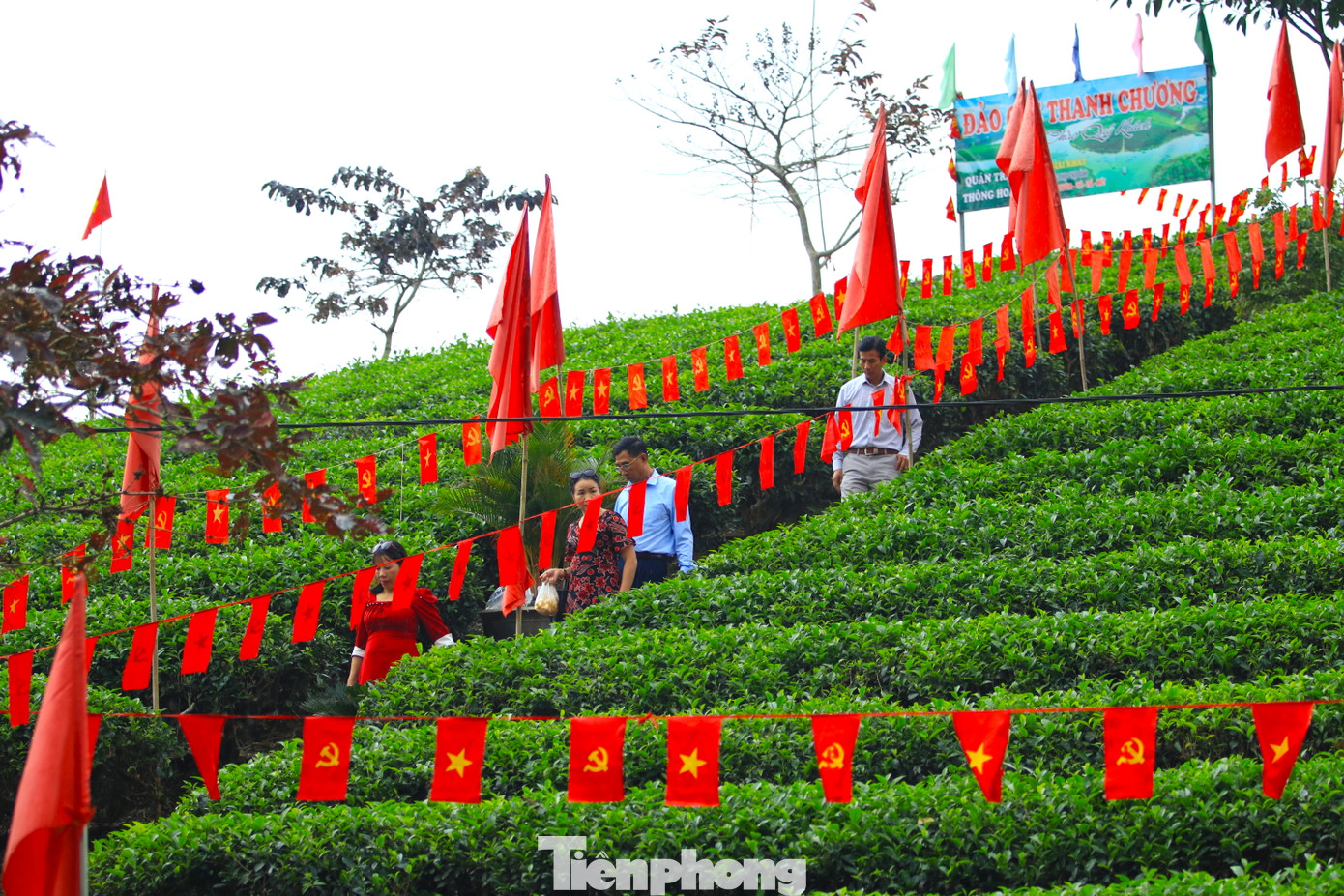 Điểm đặc biệt ở những đảo chè nơi đây là quanh năm xanh tốt. Do đó, du khách có thể đi du lịch vào bất kỳ thời điểm nào trong năm. Khi đến đây, du khách có thể đắm chìm trong hương thơm thoang thoảng của trà, của thiên nhiên, tiết trời mát mẻ và không khí trong lành, thơ mộng.