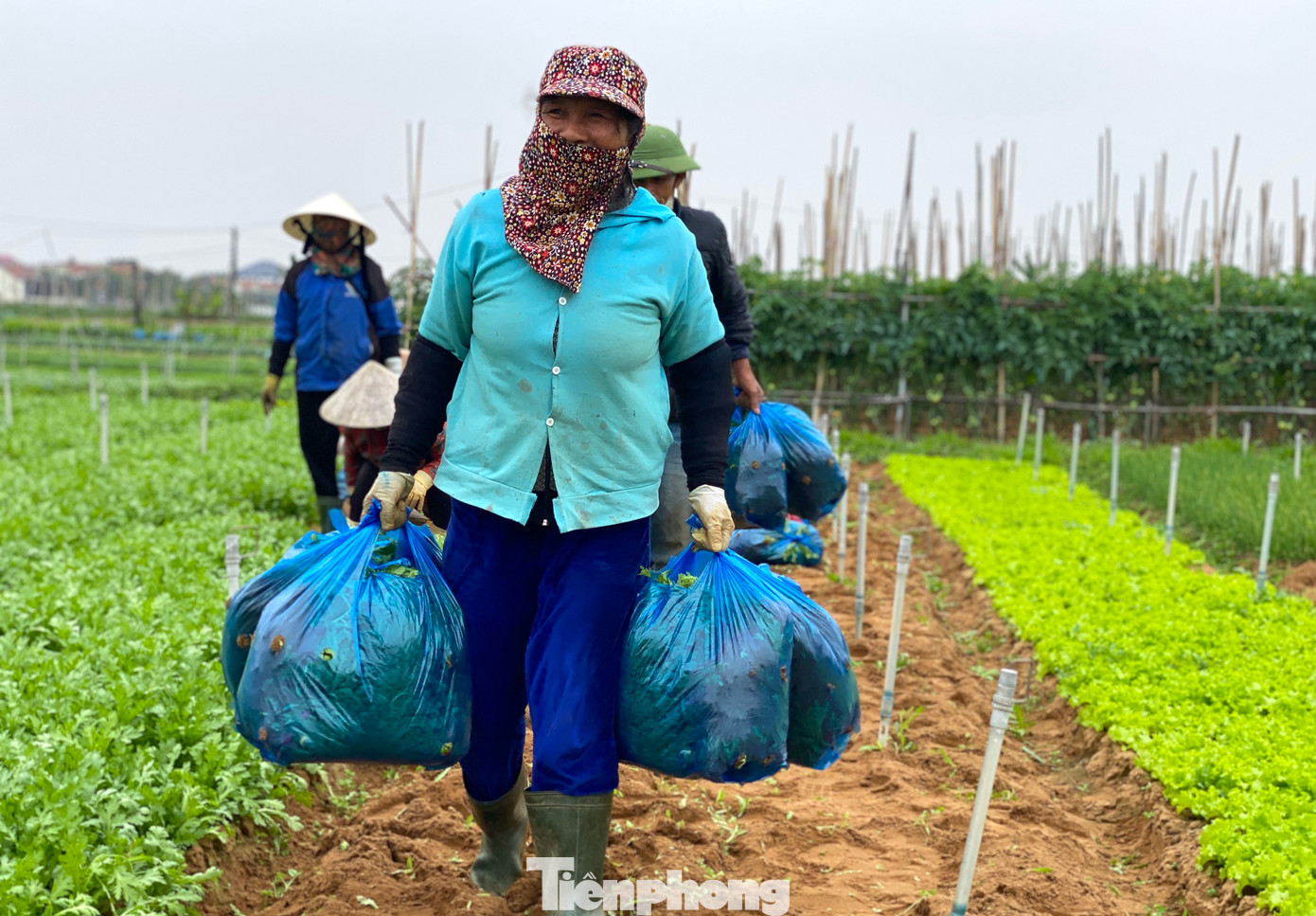"Rau được mùa, năng suất cao lại được giá nên người dân rất phấn khởi bám đồng ruộng. Vậy là tết này có thêm thu nhập để sắm tết cho gia đình", bà Nguyễn Thị Phương (58 tuổi, trú xã Minh Lương) chia sẻ.