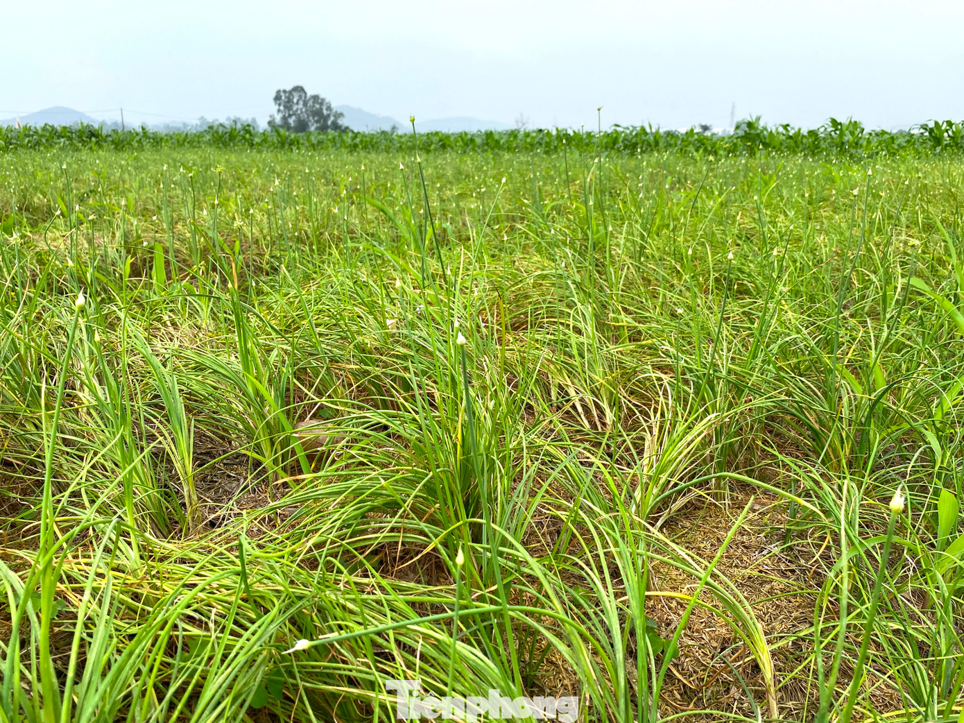 Thời gian sinh trưởng của hành dài nên để tiết kiệm thời gian, diện tích và công chăm sóc, người dân sẽ trồng xen canh thêm ngô hoặc các loại rau màu để tăng thu nhập.