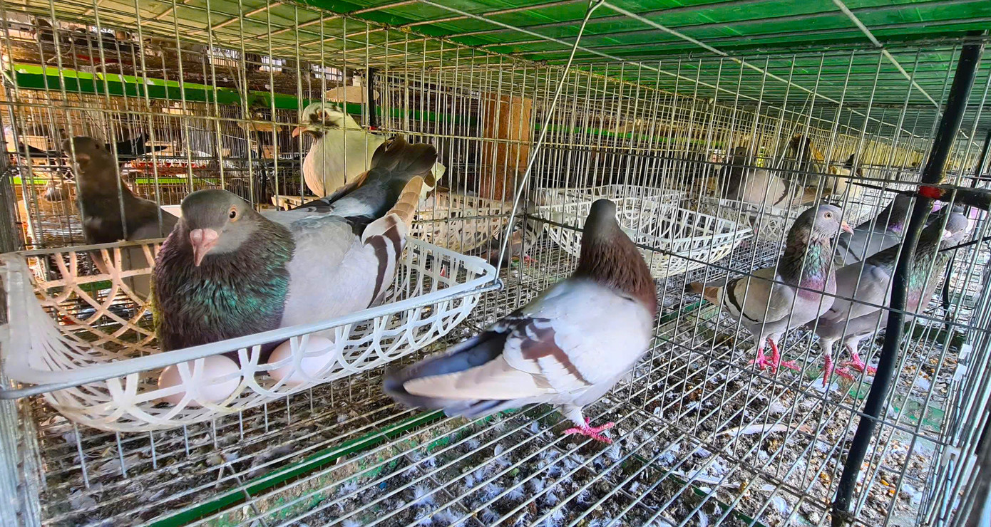 Sau gần 3 năm nuôi, anh Dương đã có 400 cặp bồ câu Titan. Sau gần 3 năm nuôi, anh Dương đã có 400 cặp bồ câu Titan.