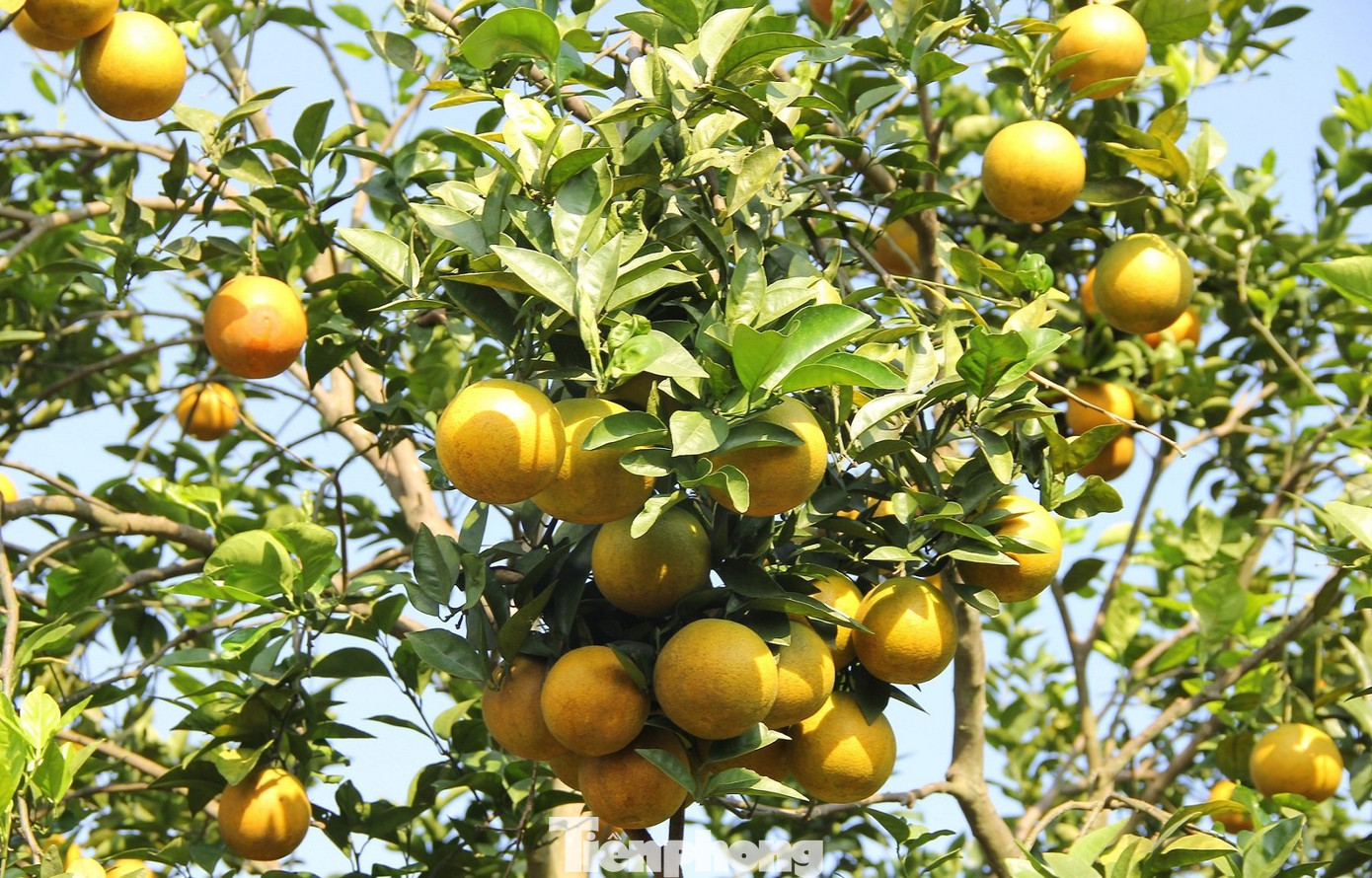 Năm nay vườn cam của ông Ân dự tính cho thu hoạch khoảng 30 tấn cam mỗi ha. Với giá bán trung bình 30.000 đồng/kg, ông Ân dự tính thu nhập khoảng nửa tỷ đồng sau khi trừ các chi phí. Năm nay vườn cam của ông Ân dự tính cho thu hoạch khoảng 30 tấn cam mỗi ha. Với giá bán trung bình 30.000 đồng/kg, ông Ân dự tính thu nhập khoảng nửa tỷ đồng sau khi trừ các chi phí.