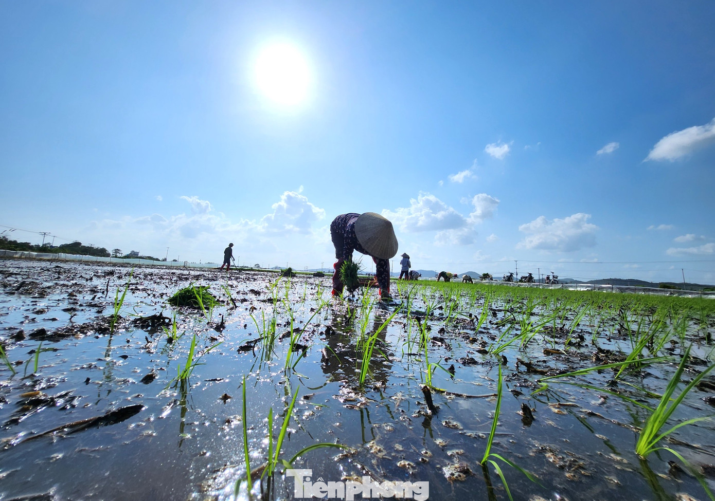 Dưới cái nắng chang chang, những người thợ cấy lúa thuê vẫn miệt mài "bán mặt cho đất, bán lưng cho trời" để mưu sinh.