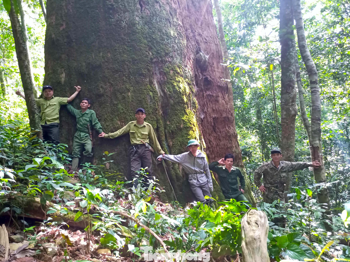 Theo thống kê, Vườn quốc gia Pù Mát có hơn 2.500 loài thực vật thuộc 160 họ và gần 1.000 loài động vật. Đây là một trong những nơi đầu tiên phát hiện loài thú quý hiếm Sao la. Trong rừng cũng có nhiều cây cổ thụ cả chục người ôm mới xuể.