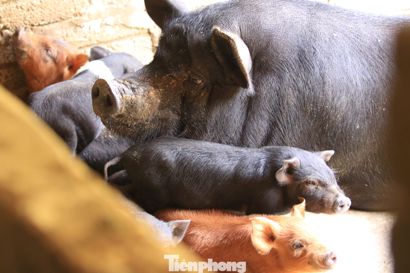 Sau hơn 1 năm nuôi, chị Nhung đã bán được 2 lứa và tiếp tục nuôi lứa thứ 3 với 16 con. Sau hơn 1 năm nuôi, chị Nhung đã bán được 2 lứa và tiếp tục nuôi lứa thứ 3 với 16 con.