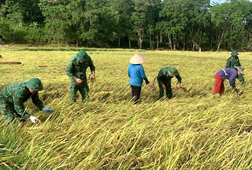 Nhiều diện tích lúa may mắn chỉ bị đổ ngã nên được các cán bộ chiến sĩ biên phòng hỗ trợ thu hoạch và mang về nhà giúp người dân. Nhiều diện tích lúa may mắn chỉ bị đổ ngã nên được các cán bộ chiến sĩ biên phòng hỗ trợ thu hoạch và mang về nhà giúp người dân.