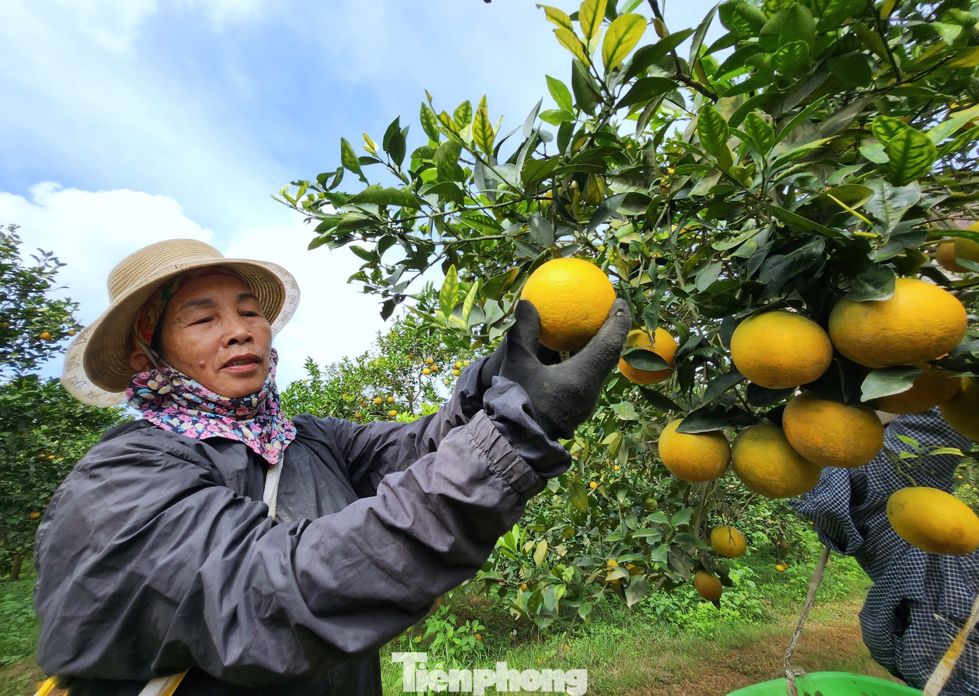 Bà Nguyễn Thị Đào (60 tuổi, trú xã Đồng Thành, Yên Thành) đã có 8 năm kinh nghiệm hái cam và cũng chừng đó thời gian bà gắn bó công việc với vườn cam ông Biên. Mỗi ngày bà Đào được trả công 250 nghìn đồng để đến hái cam theo yêu cầu. Giờ chỉ cần nhìn qua bà Đào cũng cũng có thể hái chuẩn loại cam mà khách đặt.