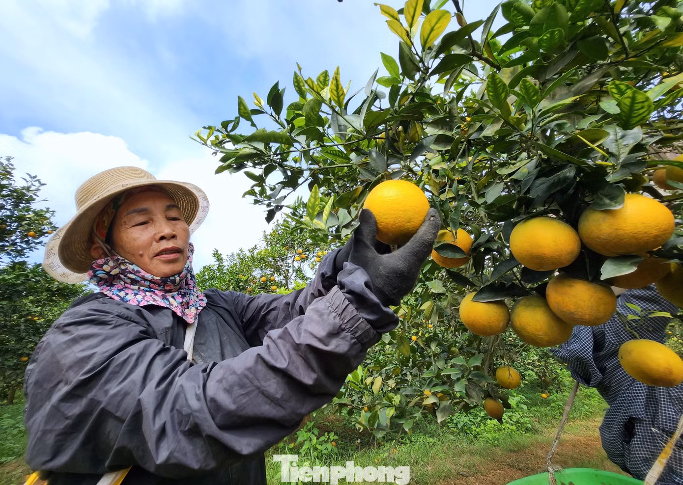 Bà Nguyễn Thị Đào (60 tuổi, trú xã Đồng Thành, Yên Thành) đã có 8 năm kinh nghiệm hái cam và cũng chừng đó thời gian bà gắn bó công việc với vườn cam ông Biên. Mỗi ngày bà Đào được trả công 250 nghìn đồng để đến hái cam theo yêu cầu. Giờ chỉ cần nhìn qua bà Đào cũng cũng có thể hái chuẩn loại cam mà khách đặt.