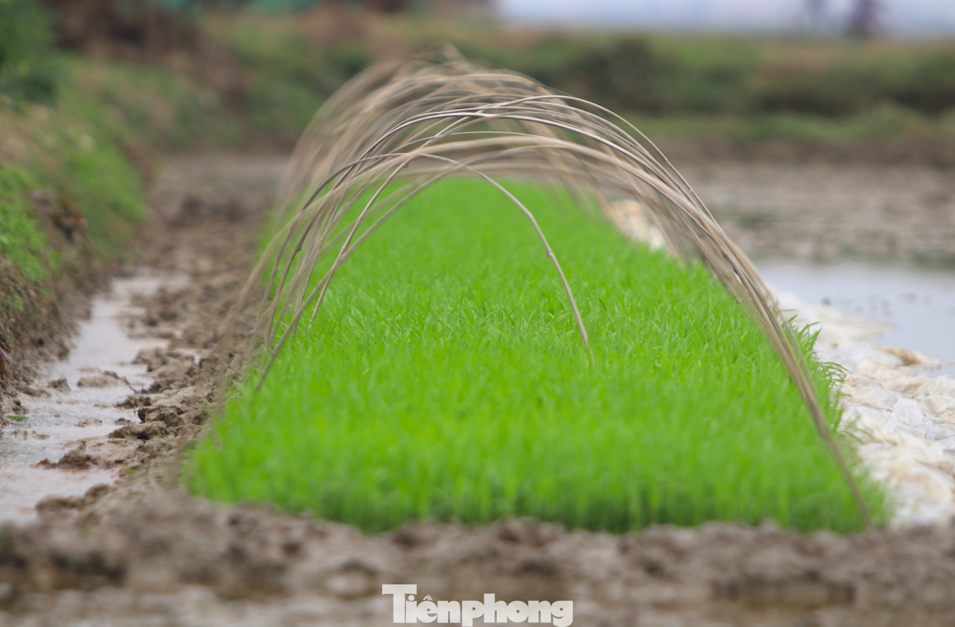 Thông thường mạ (lúa non) được chủ gieo ngay tại ruộng để người thợ có thể tiện lấy. Nếu ở xa, người chủ sẽ nhổ mạ, buộc thành từng bó rồi đưa đến ruộng cho người thợ cấy.