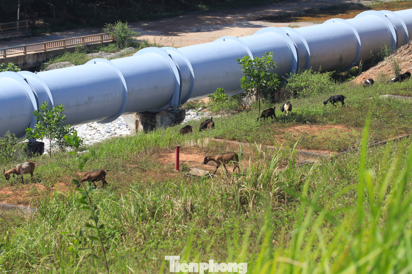 Trên khuôn viên dự án cỏ hoang mọc đầy. Một số người dân dắt trâu bò, dê vào chăn thả.