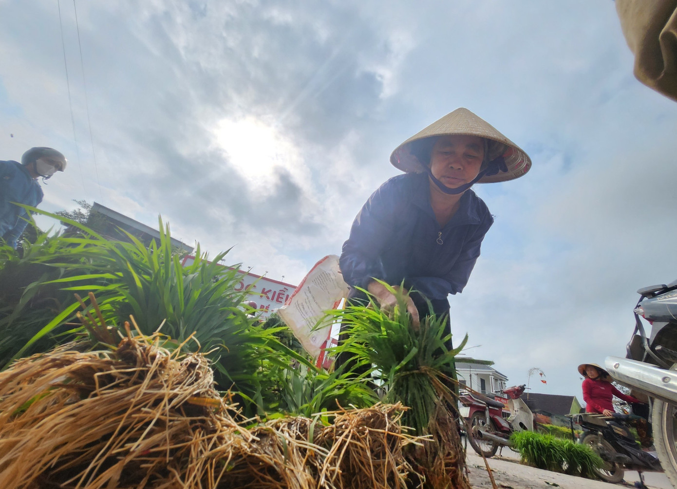 Bà Nguyễn Thị Lan (trú xã Thanh Khai, huyện Thanh Chương) cho hay, năm nay ruộng lúa của gia đình bà bị ốc bươu vàng tàn phá nên cây bị chết nhiều. Sau Tết, bà Lan phải ra chợ để mua mạ về dặm thêm cho ruộng. Nếu không dặm, vụ mùa này lúa của gia đình bà thất thu.