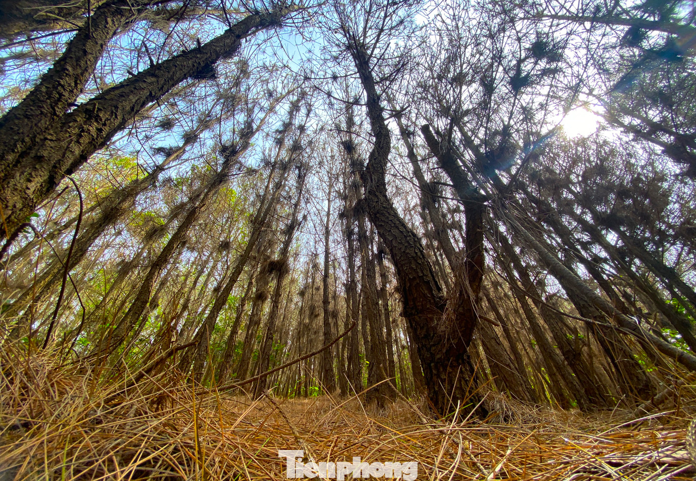 Ông Trần Văn Trường - Phó Ban Quản lý Rừng phòng hộ huyện Nghi Lộc (Nghệ An) cho biết, nguyên nhân xuất hiện dịch sâu róm là do thời gian vừa qua thời tiết trên địa bàn huyện này xuất hiện nhiều sương mù, nắng mưa đan xen, độ ẩm cao tạo điều kiện lý tưởng cho sâu sinh trưởng nhanh, mạnh.