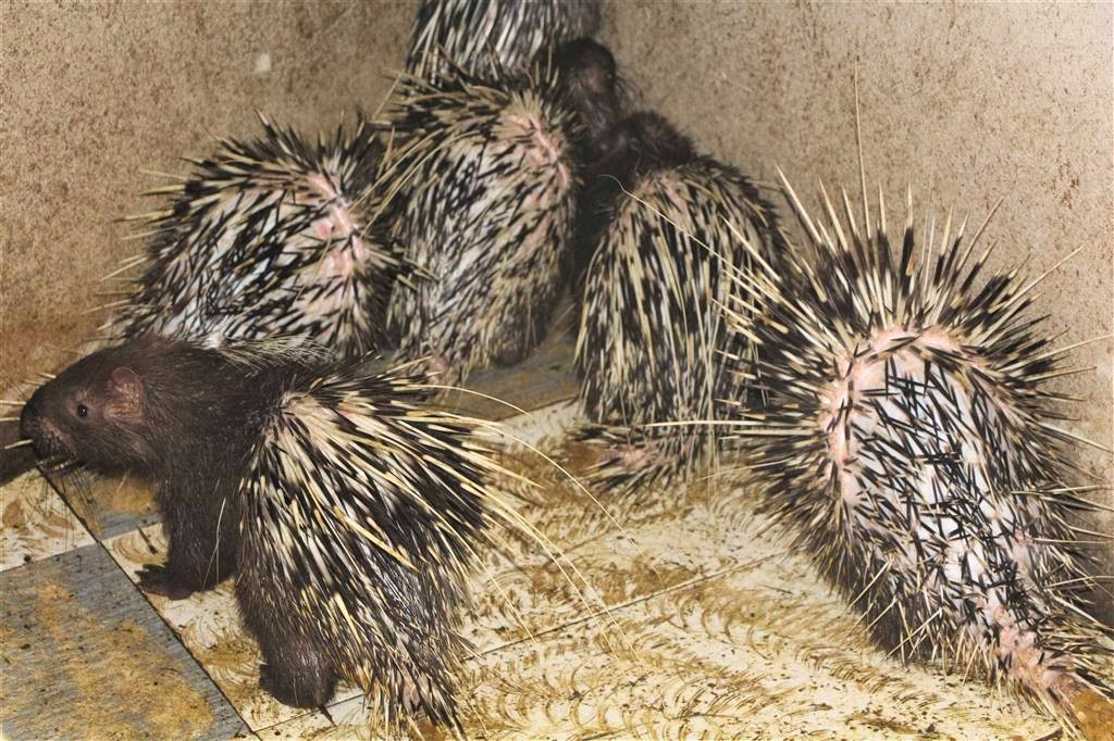 Những con nhím tuy gai nhọn nhưng dễ chăm sóc, chi phí nuôi thấp. Những con nhím tuy gai nhọn nhưng dễ chăm sóc, chi phí nuôi thấp.