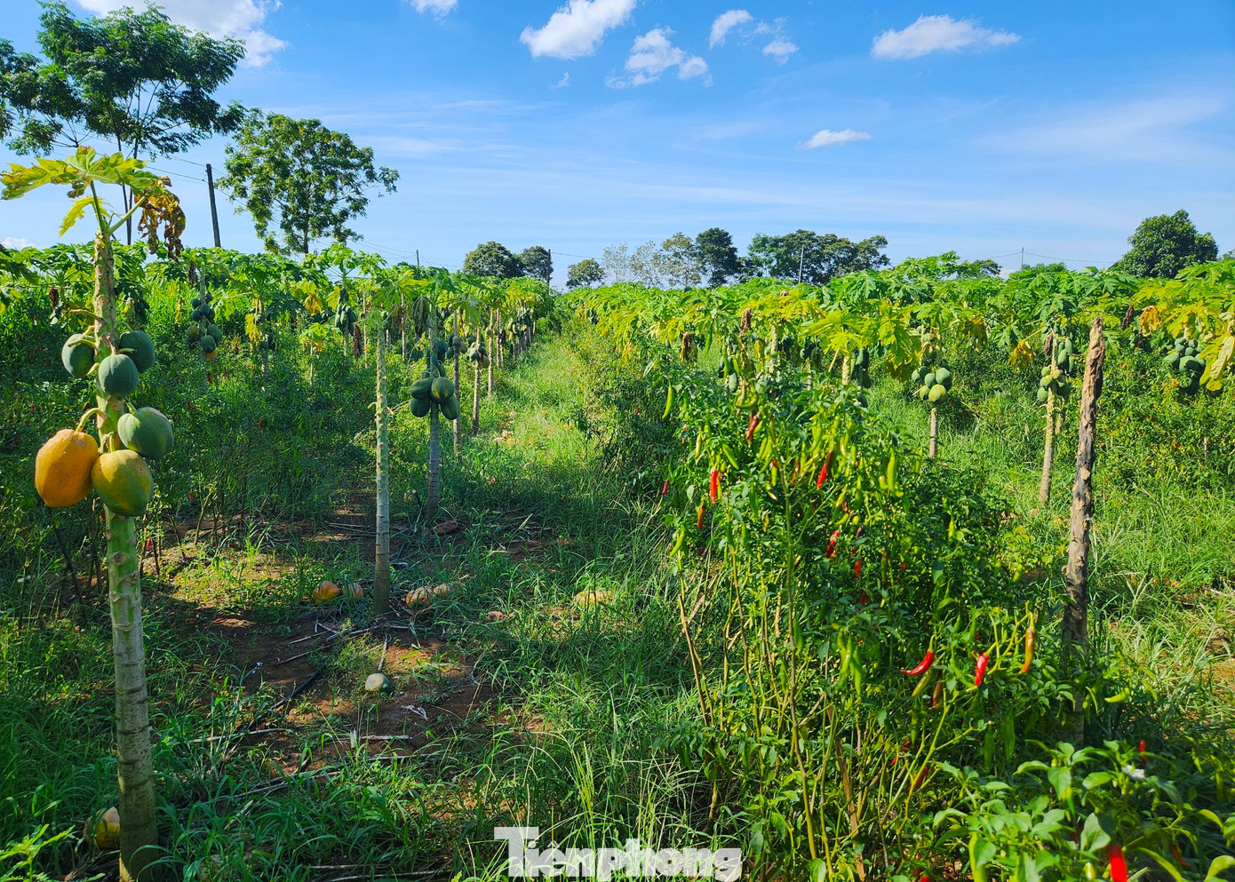 Tháng 7 vừa qua, Công ty cổ phần Chanh leo Nafoods bất ngờ có thông báo chấm dứt hợp đồng kinh tế cung cấp cây giống đu đủ và bao tiêu sản phẩm trái đu đủ với HTX Tây Hiếu với lý do không xuất khẩu được hàng hóa vì chịu tác động tiêu cực từ xung đột giữa Nga - Ukraine.