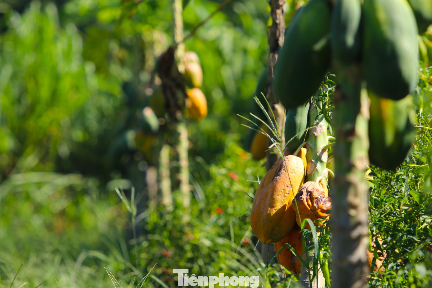 Cây đu đủ ra nhiều lứa và chín liên tục. Khi những quả chín không được hái sẽ thối dần và rụng. Những quả xanh phát triển rồi chín và tiếp tục rụng đầy vườn.