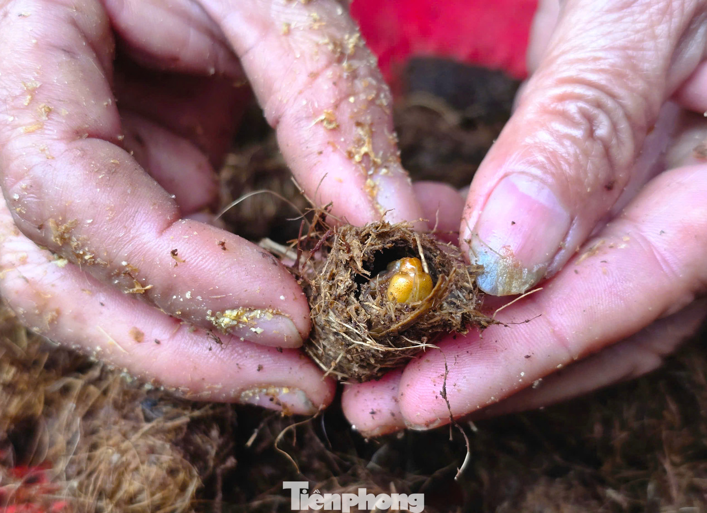 Tháng 6/2024, bà Cương vào rừng tìm bắt những con đuông cọ tự nhiên về chăm sóc làm giống. Tháng 6/2024, bà Cương vào rừng tìm bắt những con đuông cọ tự nhiên về chăm sóc làm giống.