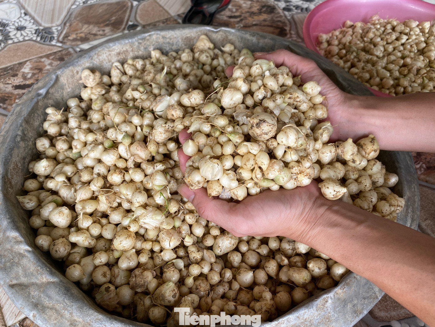 Nguyên nhân củ hành tăm xuống giá thấp là do thời điểm này người dân bắt đầu thu hoạch đại trà nên nguồn cung tăng. Trong khi đó, củ hành tăm chủ yếu được tiêu thụ thông qua thương lái địa phương.