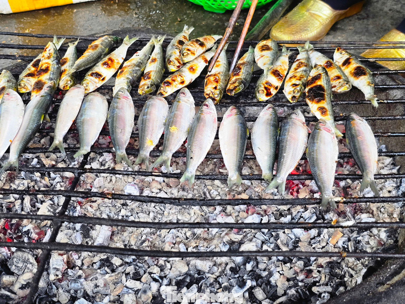 Cá trích được nướng trên bếp than đỏ hồng.