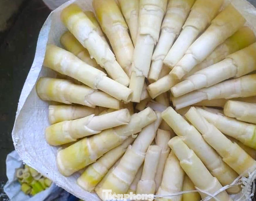 Những gùi măng trắng tinh, sạch đẹp được đưa từ rừng về. Với người dân vùng cao, măng được xem như thứ lộc của rừng. Trước đây, măng giúp người dân nơi đây qua cơn đói. Ngày nay, không những là đồ ăn ngon, măng còn giúp người dân có thêm thu nhập ngoài việc trồng nương rẫy.