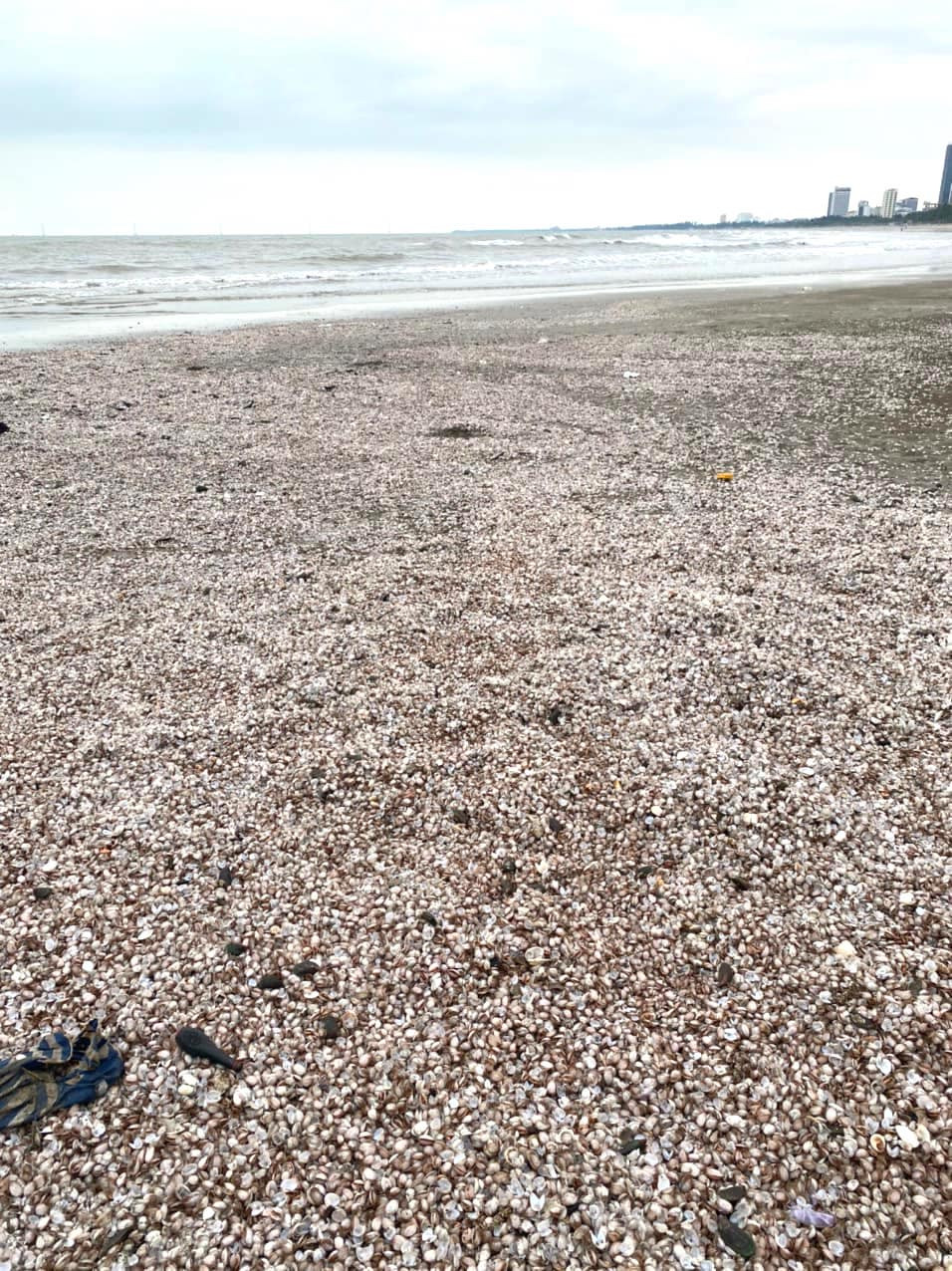 Có đoạn sò huyết dạt vào bờ trắng cả bãi cát biển. Có đoạn sò huyết dạt vào bờ trắng cả bãi cát biển.